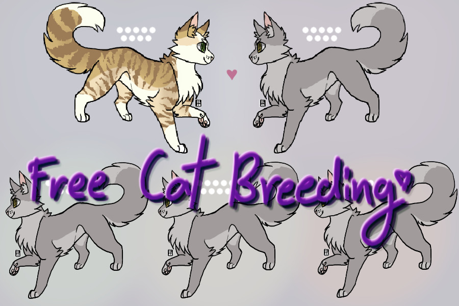 View topic - Cat Breeding (6 cats to choose from) - Chicken Smoothie
