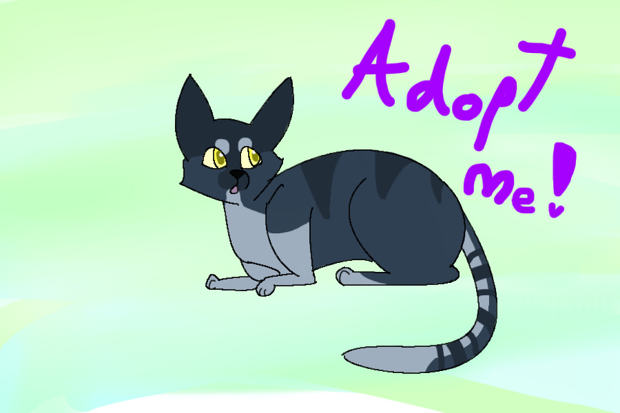 Adopt #2 - Curious cat