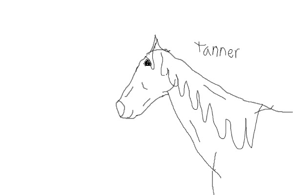 horse drawings~free to use