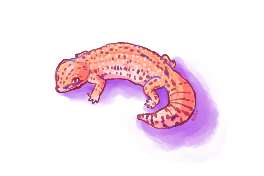gecko boy