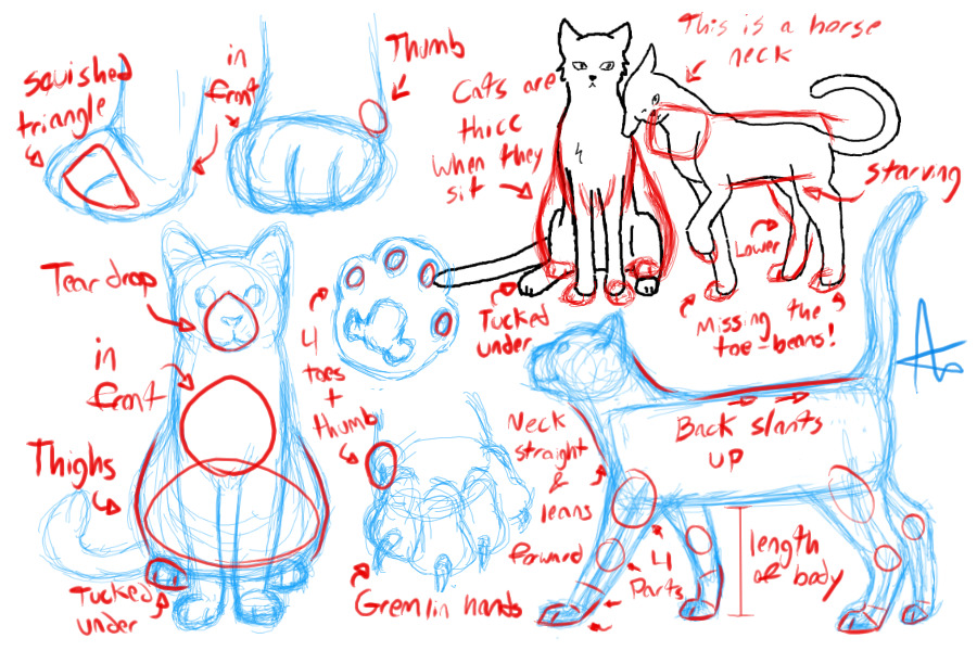 How to Draw a Cat + Toe Beans