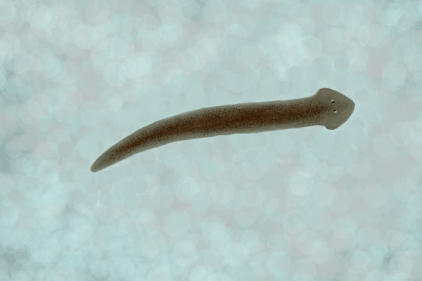 Planarian Flatworm