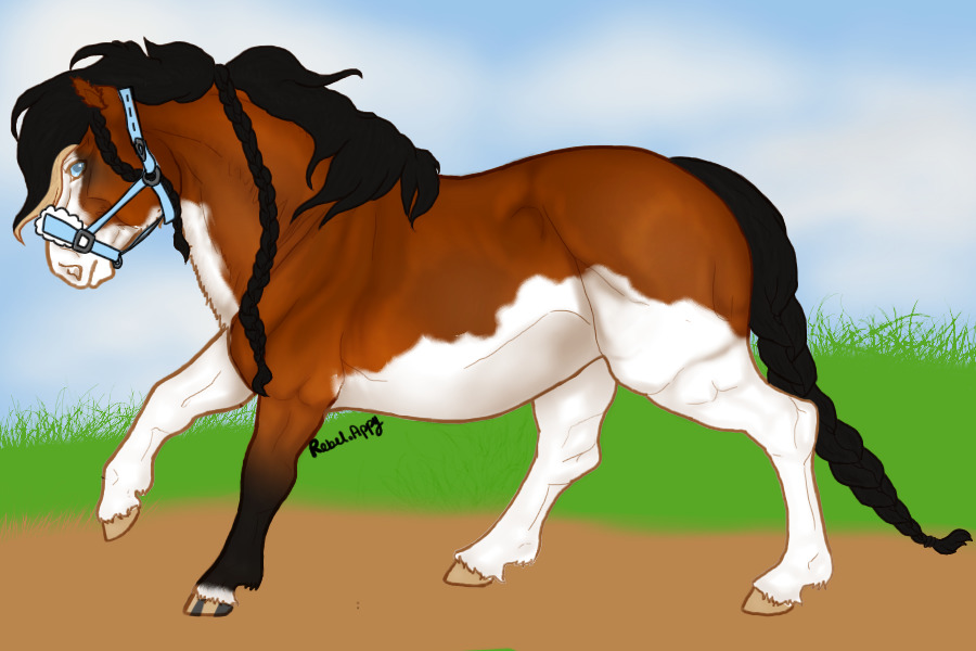 Scottish Pony of Perth || 001