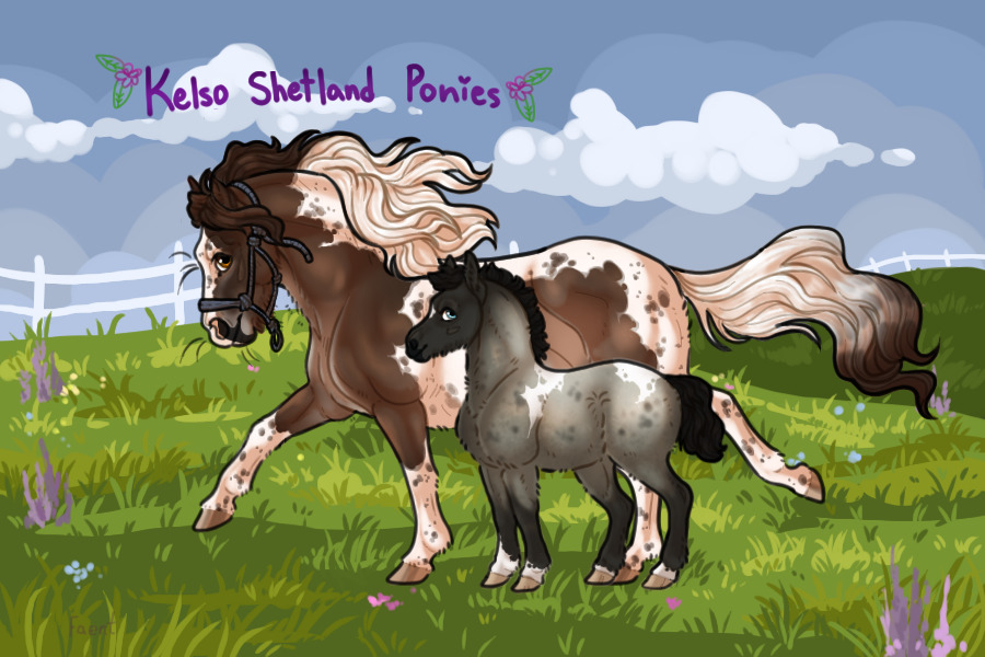 Kelso Shetland Ponies